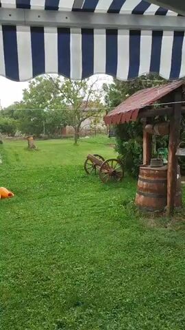 The video captures a static shot of a green backyard from under a blue and white striped awning. The foreground features a well-maintained lawn with clover. On the right, a decorative wooden well with a small shingled roof and a barrel base is visible. To its left, two large, antique-looking wooden wagon wheels stand upright on the grass. Further back, several trees with green foliage are scattered across the yard. On the far left of the frame, an orange watering can rests on the grass. No people are present, and the sounds of rain are audible throughout the video.