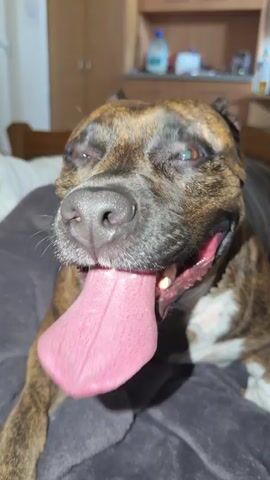 The video shows a close-up of a brindle-colored dog's face. The dog has its mouth open and its pink tongue hanging out. The dog is lying on a dark gray surface, possibly a couch or bed. The background is slightly out of focus but appears to be an indoor setting with some shelves and objects on them. The lighting suggests the image was taken indoors, possibly at night or in a dimly lit room, with a light source creating shadows. The dog's eyes are open and appear to be looking towards the camera. The overall impression is of a happy or panting dog. The video loops from 0:00 to 0:04.