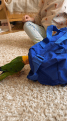 Family's morning routine with pet Sun Conure parrot in Khimki