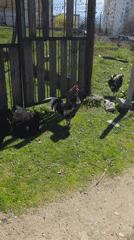 Ordinary life documented in Blagoevgrad: backyard chickens, city streets