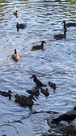 A flock of mallard ducks swims in a body of water. In the foreground, several ducks are close to the shore, with some ducklings swimming among them. A crow is visible on the right side of the frame, perched on a rock near the water's edge. The water is rippled, indicating movement. The lighting suggests it is daytime.