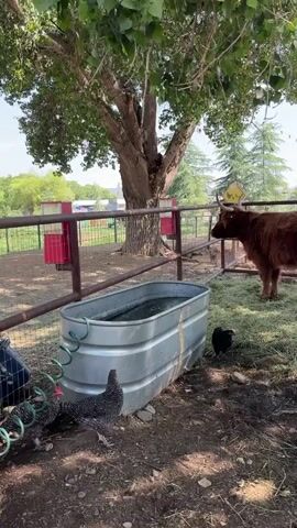 A Highland cow stands in a pen filled with hay. In front of the pen is a large metal water trough. Three chickens are pecking at the ground near the water trough. Another chicken, black, is near the water trough. The cow has long brown hair and horns. The pen is made of metal fencing. A large tree with green leaves provides shade over the pen. In the background, there is a fence, some buildings, and trees. The sky is blue with some clouds.