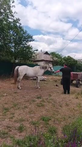 A man in a black shirt and pants stands to the right of a white horse in a grassy enclosure. The man is holding the horse's bridle with his right hand. The horse is facing left and appears to be grazing. In the background, there is a green fence, trees, a house, and a cart. The sky is cloudy.