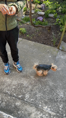 Person with Yorkshire Terrier observed on patio in Razgrad