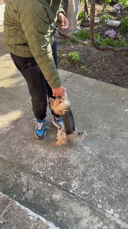 Person with Yorkshire Terrier observed on patio in Razgrad