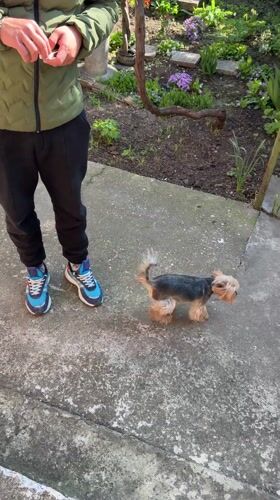 Person with Yorkshire Terrier observed on patio in Razgrad