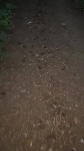 The video shows a person's perspective walking on a dirt path in a forest. Several other people, including children, are walking ahead on the same path. The path is surrounded by trees and dense green foliage. The lighting suggests it is either early morning or late evening, or the forest canopy is very thick, creating a dim atmosphere. The ground is covered with dirt, small rocks, and pine cones. One person in the foreground, wearing a white t-shirt with a graphic and black shorts, is seen running ahead. The camera appears to be held by someone walking and is angled downwards towards the path.
