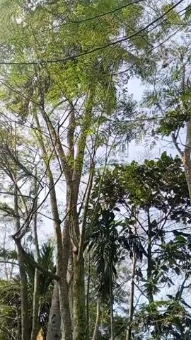 The video shows a low-angle view looking up through the branches of several tall trees. The trees have light-colored bark and are covered in green leaves. The sky is visible through the canopy, and appears to be overcast or hazy. There is no clear indication of the location or time of day, but the foliage suggests a temperate or tropical climate. The camera appears to be mostly stationary, with slight movements that may be due to wind or hand-holding.