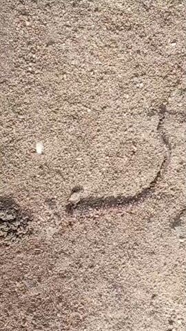 The video shows a long thin earthworm crawling across a gravelly surface. The worm is light-colored and moving slowly. The gravel is brown and grey. Someone speaks and identifies the creature as an earthworm. They say it "came out from the soil."