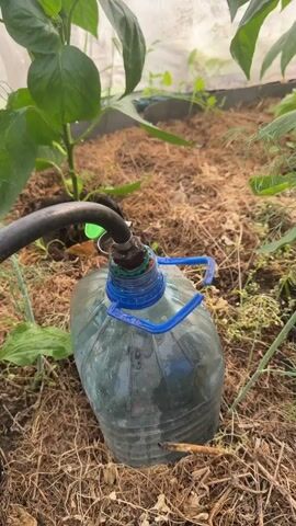 A close-up video shows a drip irrigation system set up in a greenhouse. A large plastic bottle, possibly a water jug, is placed near the base of a pepper plant. A black hose is inserted into the top of the bottle, its end secured with a green clip and a plastic adapter. Water appears to be slowly dripping from the hose into the bottle, which is partially filled with water. The bottle has blue plastic handles attached to its sides. The pepper plant has large green leaves and at least one green pepper growing on it. The ground around the plant is covered with mulch, likely straw or dried leaves. Other plants, possibly dill and onions, are also visible in the background, along with the plastic sheeting of the greenhouse structure. The camera angle is low, looking up at the plant and the irrigation setup.