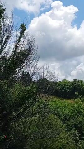 This is a video recording of a natural outdoor scene with lush green trees and foliage covering rolling hills under a bright blue sky with fluffy white clouds. The camera pans slowly to the right, revealing a dense forest area with varying shades of green from the numerous trees and bushes. In the foreground, a large, leafy green bush with scattered red berries is visible. The overall impression is one of a vibrant and healthy natural landscape on a sunny day.