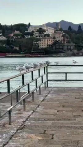 The video shows a row of seagulls perched on a metal railing along a stone pier. The pier leads to a body of water, with a town visible in the background. The town consists of buildings nestled among trees on a hillside. The sky is overcast, suggesting early morning or late afternoon. The camera is stationary and focuses primarily on the seagulls and the foreground. There are no people visible in the scene.