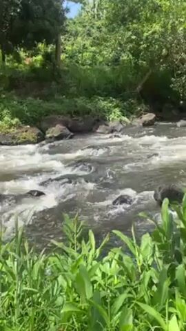 The video shows a river flowing over rocks, surrounded by green vegetation. The water is moving quickly, creating whitecaps as it rushes over the rocks. The banks of the river are lined with green plants and trees. The sky is visible in the background, suggesting it is a bright day.