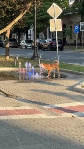 A tan dog stands in a shallow, decorative fountain with colored lights. The dog is drinking from one of the water jets. The fountain is located on a paved area next to a sidewalk. In the background, there is a street with cars driving on it and buildings. There are also trees and streetlights. The sun is shining.