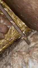 Farm animals documented in rural Zlatograd, Bulgaria barn setting