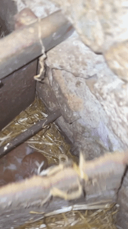 Farm animals documented in rural Zlatograd, Bulgaria barn setting