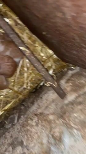 Farm animals documented in rural Zlatograd, Bulgaria barn setting