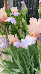 Spring irises bloom in peach and lavender in Plovdiv