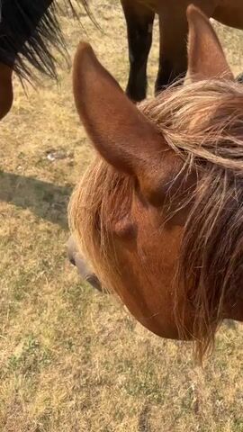 The video shows a close-up of two brown horses interacting. The first horse's head and ear are visible on the left, with its mane flowing. The second horse is partially visible on the right, with its nose touching the first horse's head. A person's hand with manicured nails is seen gently touching the second horse's face. The horses are standing on dry, yellowish grass in what appears to be an outdoor environment. In the background, the legs and hooves of another horse are visible, along with more dry grass. The lighting suggests it is daytime, possibly a sunny day.