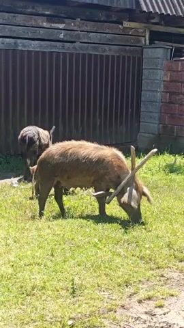The video features two domestic pigs grazing in a sunny, grassy outdoor area. In the foreground, a large, light brown pig with shaggy fur is actively rooting and eating grass. A distinctive feature of this pig is a pair of crude wooden sticks, roughly antler-shaped, secured to its head and extending upwards and forwards. Behind it, a smaller, darker pig (possibly black or dark brown) is also grazing, mostly obscured by the larger pig. It appears to have a similar, though less clearly visible, wooden apparatus on its head.

The setting is a rural or farm-like environment, characterized by a lush green lawn under bright sunlight, which casts distinct shadows. In the background, there is a dark brown corrugated metal fence or gate, partially revealing a weathered wooden structure with a corrugated roof above it. To the right of the fence, a section of a brick-like wall is visible. The bright sunlight suggests it is daytime, likely midday or early afternoon. No people are visible, and there is no visible text in the frame. The scene conveys a calm, natural activity within an agricultural or residential rural homestead, consistent with the given location context of Akwaskia tshyts, Abkhazia.