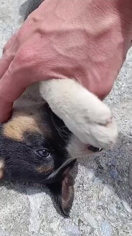 A person's hand is seen gently petting and playing with a small puppy. The puppy is lying on its back on a textured, grey surface, possibly concrete or asphalt. The puppy has black, brown, and white fur. Its eyes are open and looking towards the camera. The person's hand is stroking the puppy's head and paw. The puppy appears relaxed and is exhibiting playful behavior, with its mouth slightly open. The lighting suggests an outdoor setting, possibly during the day.