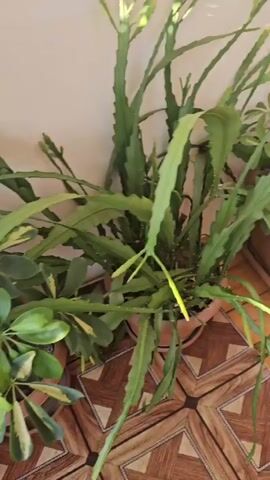 The video pans across several potted plants situated on a wooden floor against a light-colored wall. The plants include a tall, leafy cactus, several aloe vera plants, and a plant with many small, green leaves. The lighting suggests it is daytime, with sunlight casting shadows from the plants onto the wall and floor. The camera moves smoothly, capturing the arrangement of the plants in what appears to be an indoor setting.