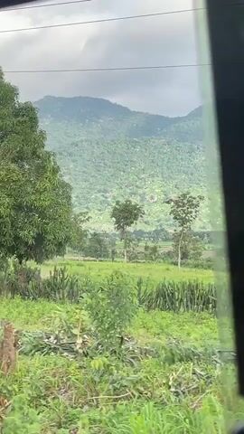 The video shows a view from inside a vehicle moving through a rural area.  The foreground consists of dirt roads and green vegetation.  In the middle ground, there are trees, including a large leafy tree and a palm tree, as well as a small, simple building with a metal roof.  A pile of brown, dry brush is also visible.  In the background, there is a large, green, mountainous landscape under a cloudy sky.  The camera is focused on the scenery outside the vehicle's window.