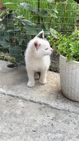 A white kitten with black markings on its tail and ears sits on a concrete surface. It is looking upwards towards a potted plant with green leaves. Behind the kitten, a wire fence encloses a garden with green foliage. The kitten appears to be curious and engaged with its surroundings. The scene suggests an outdoor setting, likely in a garden or backyard. The time of day appears to be daytime, with natural light illuminating the scene. The overall mood is peaceful and gentle, highlighting the kitten's innocence and exploration. There is no visible text in the media file.