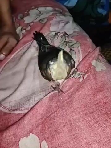 A cockatiel is perched on a person's lap. The bird has grey wings, a yellow crest, and an orange patch on its cheek. The person is wearing a pink fabric with a floral pattern and a brown fabric. In the background, other people and furniture are visible. The video is shot from a close-up perspective.
