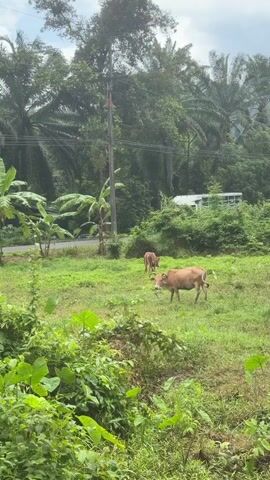 The video shows a rural scene with lush green vegetation. In the foreground, there are several cows grazing in a grassy field. One cow is in the center of the frame, facing left and grazing. Another cow is behind it, also grazing. Further in the background, a truck with a white cab and a light blue cargo bed is driving on a road that curves through the landscape. Palm trees and other dense foliage are visible, with rolling hills or mountains in the distance under a cloudy sky. A white house with a light-colored roof is situated among the trees on the right side of the frame, and utility poles with wires run along the road.