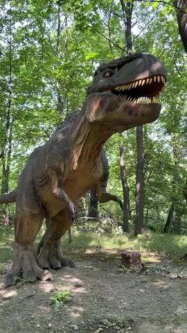 A life-sized animatronic Tyrannosaurus Rex model is positioned in a forest setting, surrounded by tall trees with green foliage. The dinosaur is depicted in a standing pose, with its mouth open to reveal sharp teeth and its head tilted upwards. The ground beneath the dinosaur is covered in dirt and fallen leaves, with some scattered rocks. The lighting suggests it is daytime, with sunlight filtering through the tree canopy. The video appears to be a short, static shot of the dinosaur model.