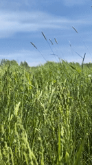 Morning scenes documented in rural Russian village of Фролы