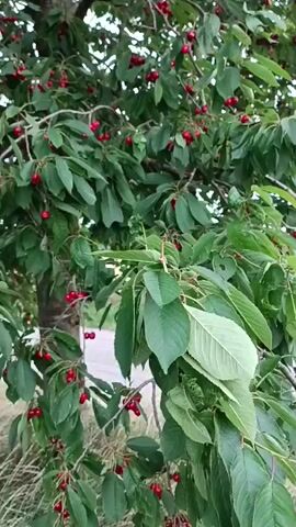 This is a vertical video of a cherry tree laden with ripe, red cherries. The tree is full of green leaves, and the cherries are clustered on branches throughout the foliage. The camera pans slightly upwards, showcasing the abundance of fruit. The lighting suggests it is daytime, possibly overcast or dappled sunlight filtering through the leaves. The background shows glimpses of grass and possibly a paved area, hinting at an outdoor, cultivated setting like a garden or orchard. There is no visible text in the video. The overall mood is serene and natural, highlighting the bounty of a fruit-bearing tree.