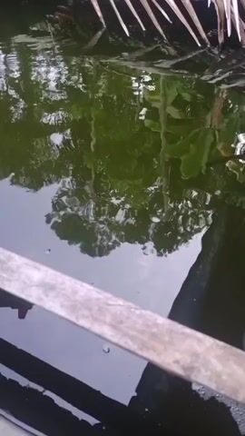 The video shows a close-up view of a body of water, possibly a pond or tank, with reflections of trees and foliage on the surface. A metal bar runs across the foreground, and dried palm fronds are visible at the top of the frame. The water is murky and greenish in color. The camera angle is slightly tilted, and the image quality is somewhat blurry.