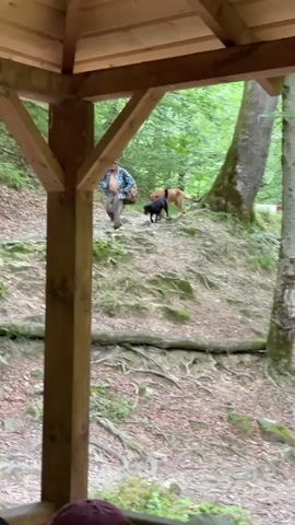 A man and two dogs are walking down a wooded, rocky path. The man is wearing a plaid shirt, khaki pants, and a baseball cap. He has a large bag slung over his shoulder. One dog is black and the other is light brown. The path is covered in leaves and exposed roots. Trees with green foliage line the path and the surrounding area. The scene appears to be outdoors, possibly a park or hiking trail. The light suggests it is daytime. The overall mood is casual and relaxed. No visible text is present in the media file.