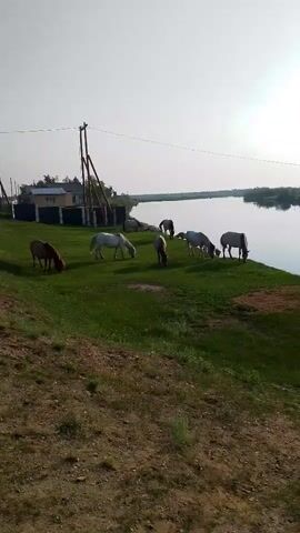 A herd of horses grazes on a grassy bank next to a wide river. A building, possibly a house, is visible behind the horses, with power lines running overhead. The sky is clear and bright. The camera is positioned on a dirt slope overlooking the scene.