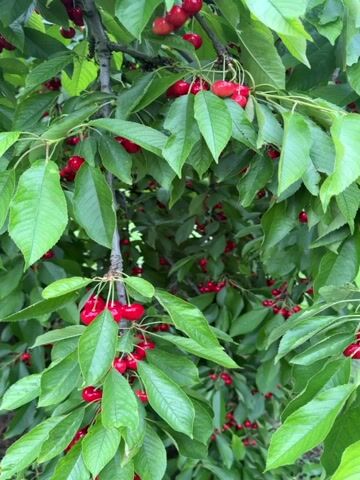 The video is a close-up, handheld shot of a cherry tree laden with ripe, red cherries. The camera pans slowly through the branches, revealing clusters of cherries amidst lush green leaves. The lighting appears to be natural daylight, suggesting an outdoor setting, likely a garden or orchard. There are no people or animals visible in the frame, and the focus remains solely on the fruit-bearing branches of the tree. The video is short and appears to be purely observational, showcasing the abundance of cherries.
