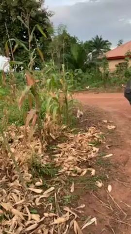 The video shows a young girl running toward the camera on a red dirt road. The surrounding environment consists of tall weeds, corn stalks, fallen leaves, and some trees.  A house with a red roof is visible in the background. Some chickens are walking on the road in the distance.