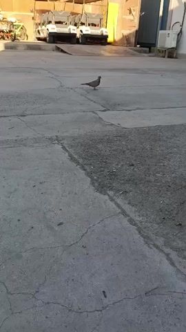 A bird stands on a paved surface. In the background, there are golf carts and buildings. The sun appears to be setting.