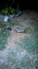 Nighttime backyard life in Ustyvytsia: moth, cat, grass