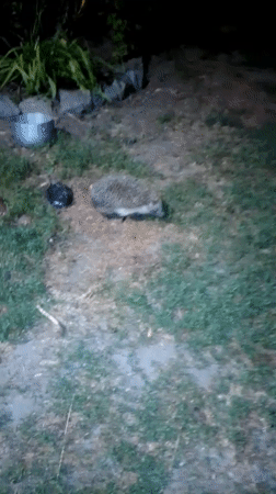Nighttime backyard life in Ustyvytsia: moth, cat, grass
