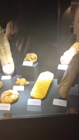 The video shows a museum display case containing various specimens of what appear to be dried or preserved fecal matter, arranged on shelves and pedestals. Each specimen has a small label in front of it. A person's reflection is visible in the glass of the display case, suggesting they are filming the exhibit. The background is dark, typical of a museum setting.