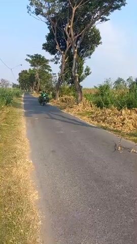 A man rides a motorcycle down a paved road. He is wearing a green shirt and a straw hat. He has a large bundle of green foliage strapped to the back of his motorcycle. The road is lined with dry grass and vegetation on the right side and tall green plants on the left. There are several trees along the road, some of which appear to have been trimmed. The sky is clear and blue, suggesting it is daytime.