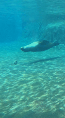 Busy day at Columbus Zoo draws crowds in Powell