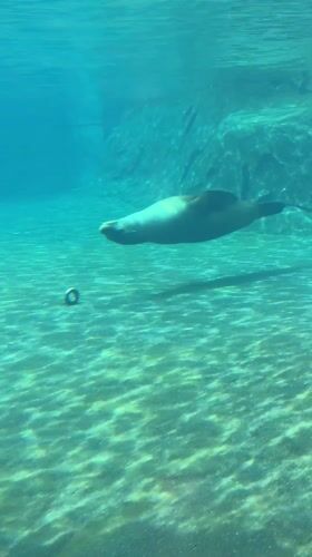 Busy day at Columbus Zoo draws crowds in Powell