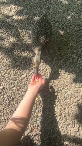 In a close-up shot from above, a person is hand-feeding a duck. The duck is brown with dark brown feather patterns, standing on gray gravel that covers the ground. The person's arm is outstretched, with their hand holding pieces of yellow food, likely corn. The duck pecks at the person's hand to eat the food. The light source casts shadows, creating a dappled effect on the gravel. The scene is outdoors, under a tree or structure that is creating the shadows.
