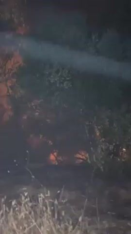At night, a fire burns on the ground beneath and around a stand of trees. The flames are bright orange, and there is dark smoke. A red hose is visible in the foreground.