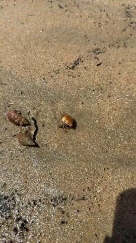 The video shows a close-up, overhead view of a sandy beach with shallow water. The sand is wet and appears to have some darker particles mixed in, possibly seaweed or debris. In the center of the frame, a small, tan-colored hermit crab is visible. It has a light-colored shell on its back and appears to be moving. To the left of the hermit crab, there are two small, elongated shells, one pinkish-brown and the other a darker brown. A dark, wispy strand of what might be seaweed or a shadow is to the left of the shells. The water level seems to be rising slightly, as indicated by the wetness of the sand and a small wave moving into the frame from the bottom left. The overall lighting suggests it is daytime, possibly sunny, creating reflections on the wet sand.