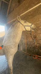 Horse bathed with hose in enclosed area, Belgium