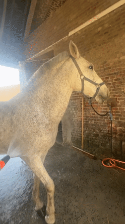 Horse bathed with hose in enclosed area, Belgium